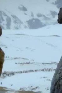 Spy in the Wild – S02E04 – The Poles